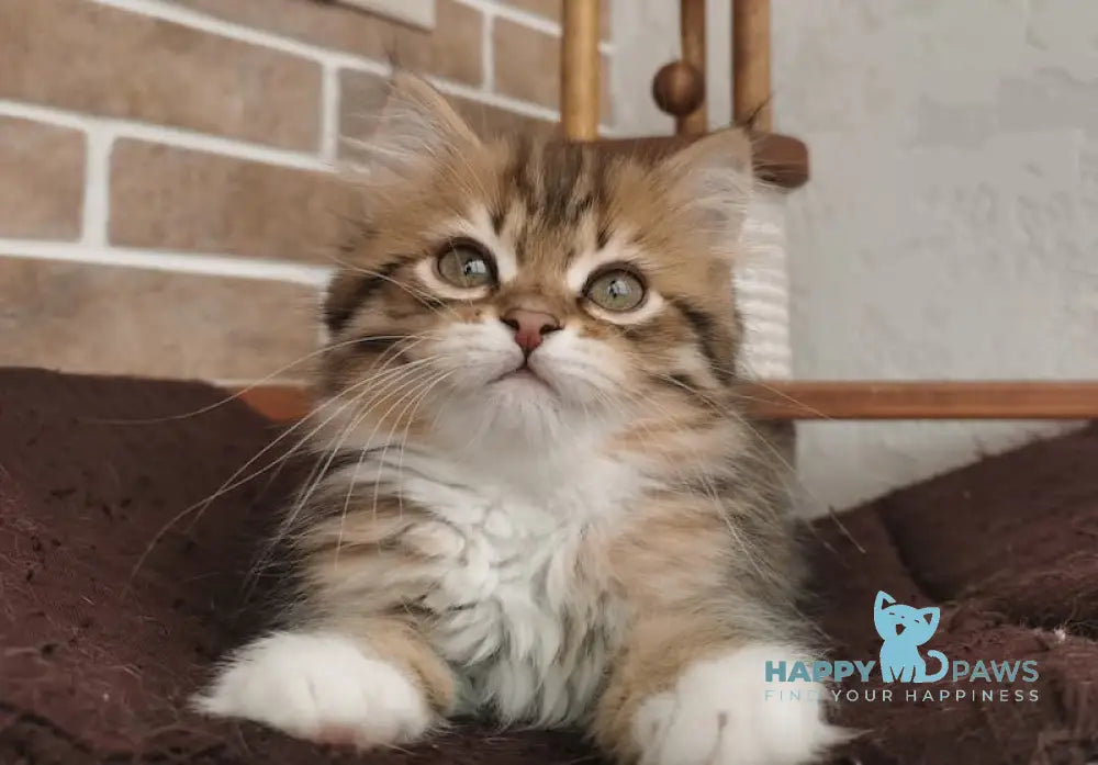 Hola Siberian female black spotted tabby live animals