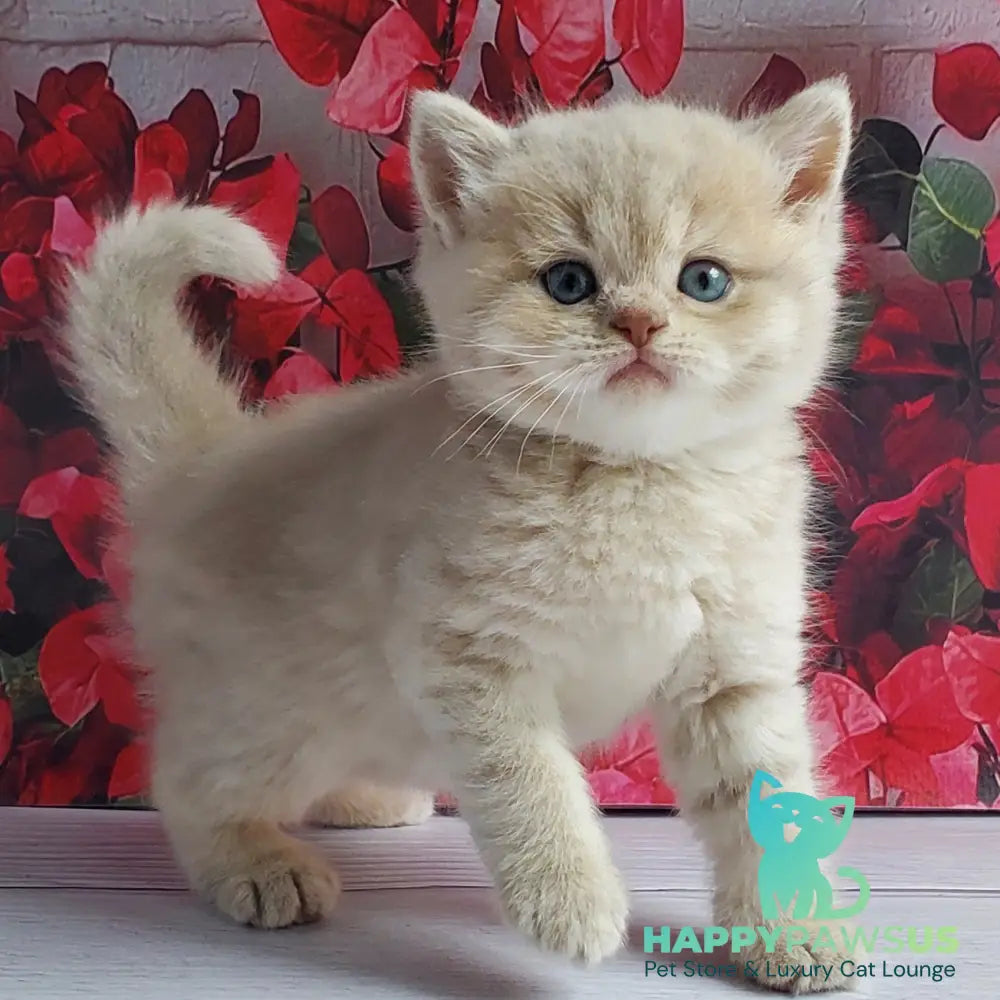 Holden British Shorthair male lilac golden shaded - live animals