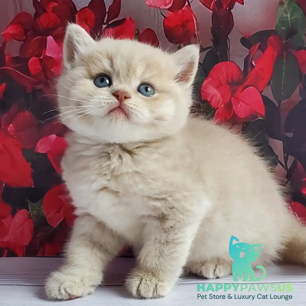 Holden British Shorthair male lilac golden shaded - live animals