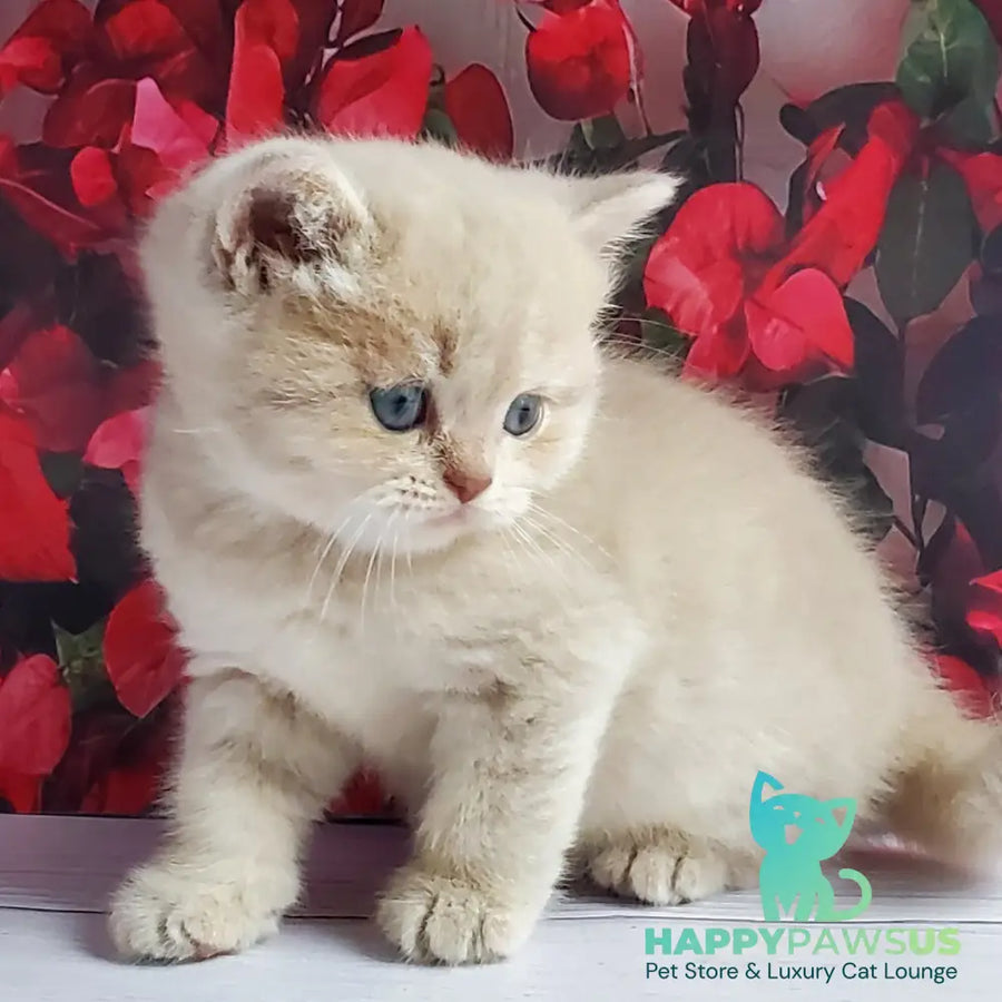 Holden British Shorthair male lilac golden shaded - live animals