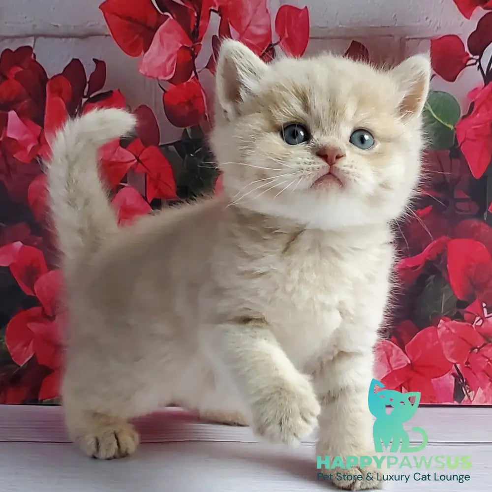 Holden British Shorthair male lilac golden shaded - live animals