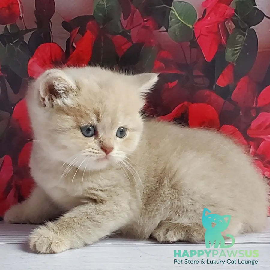 Holden British Shorthair male lilac golden shaded - live animals