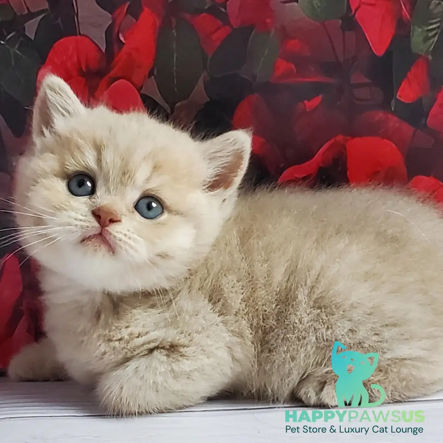 Holden British Shorthair male lilac golden shaded - live animals