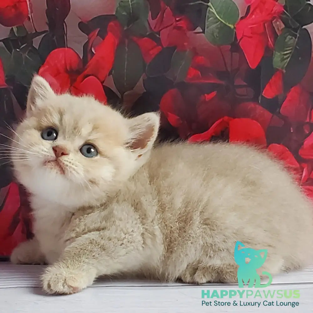 Holden British Shorthair male lilac golden shaded - live animals