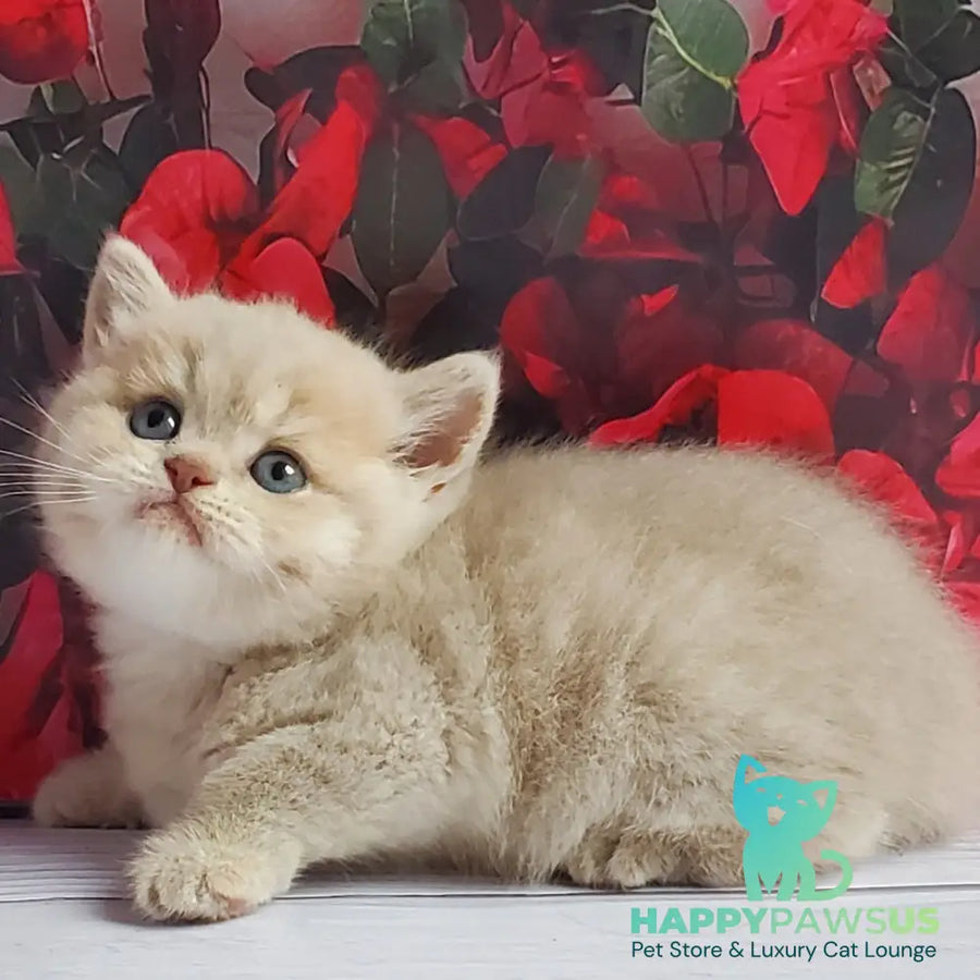 Holden British Shorthair male lilac golden shaded - live animals