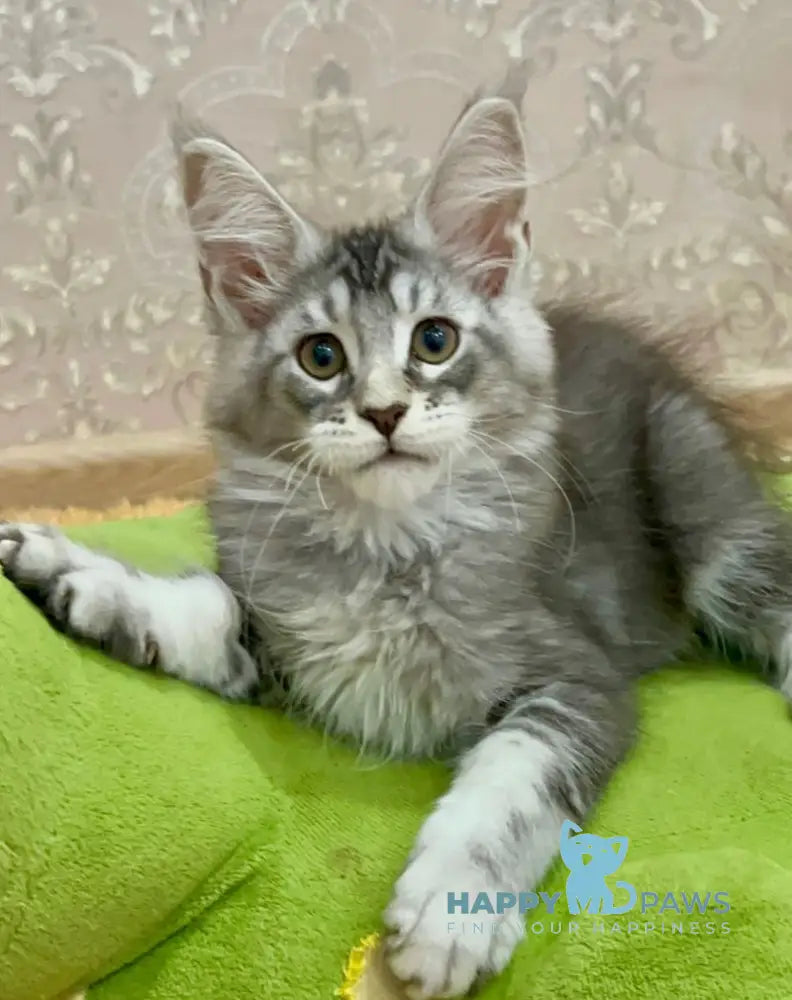 Holedei Maine Coon male black silver ticked tabby live animals