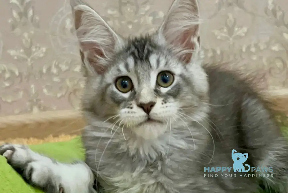 Holedei Maine Coon male black silver ticked tabby live animals