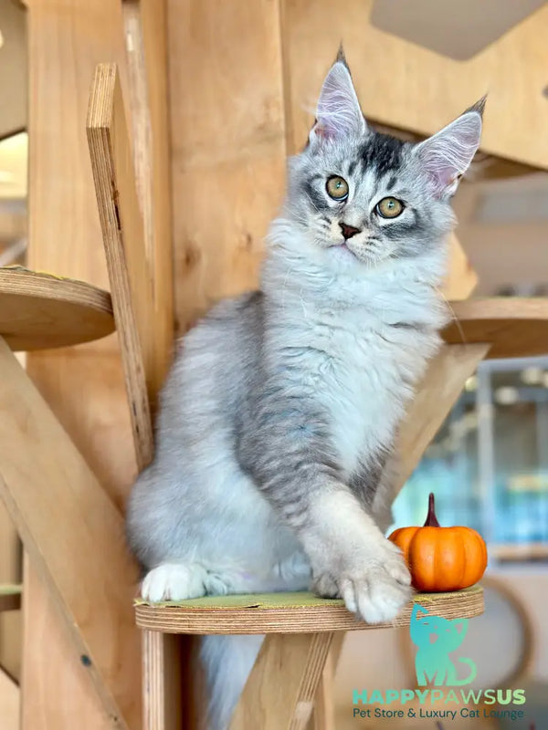 Holiday Maine Coon male black silver ticked tabby with white - live animals