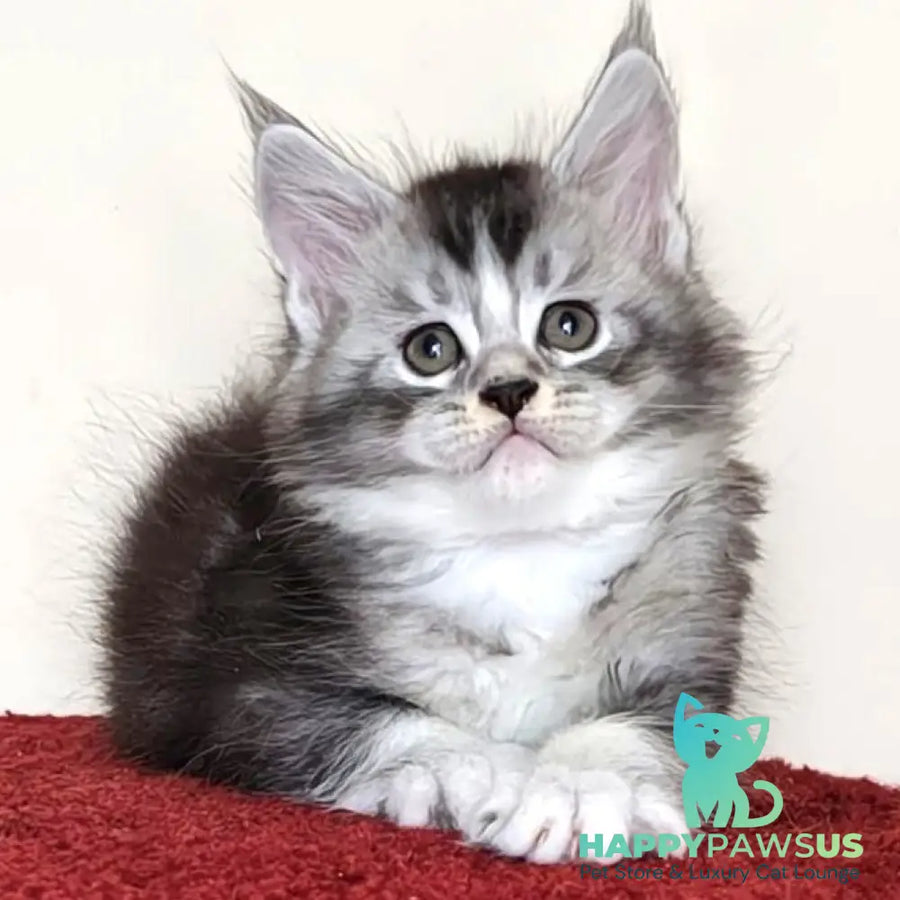 Holiday Maine Coon male black silver ticked tabby with white - live animals