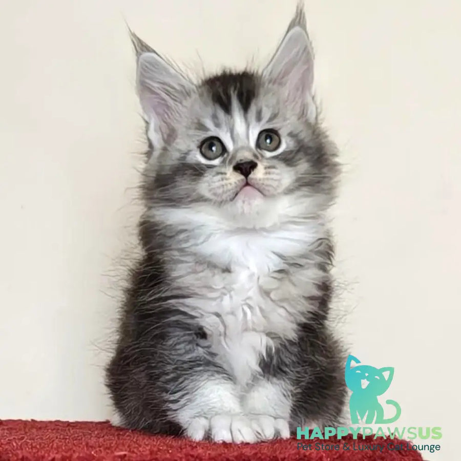 Holiday Maine Coon male black silver ticked tabby with white - live animals