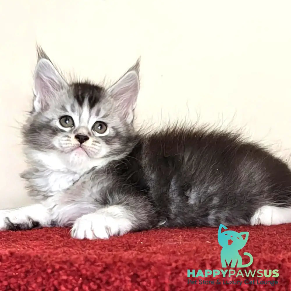 Holiday Maine Coon male black silver ticked tabby with white - live animals