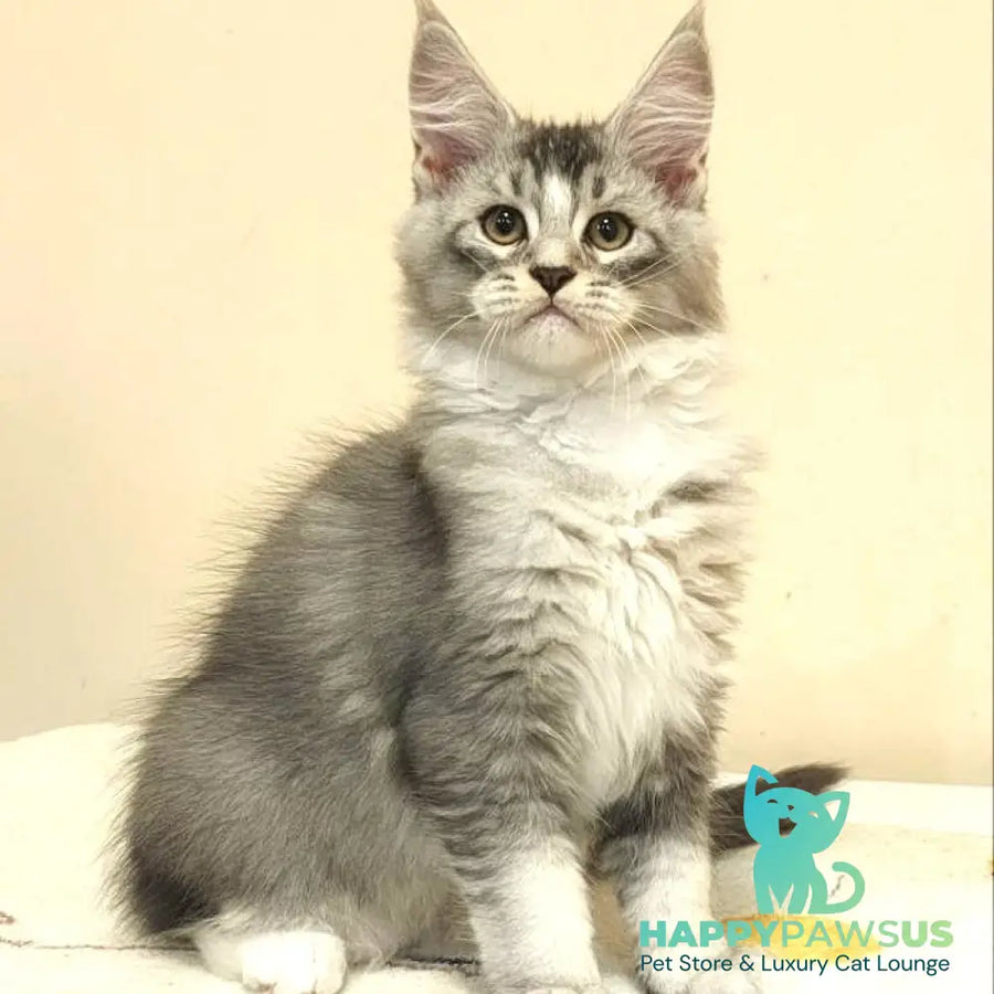 Holiday Maine Coon male black silver ticked tabby with white - live animals