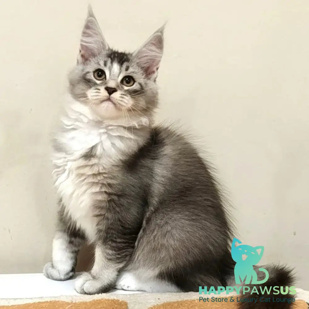 Holiday Maine Coon male black silver ticked tabby with white - live animals