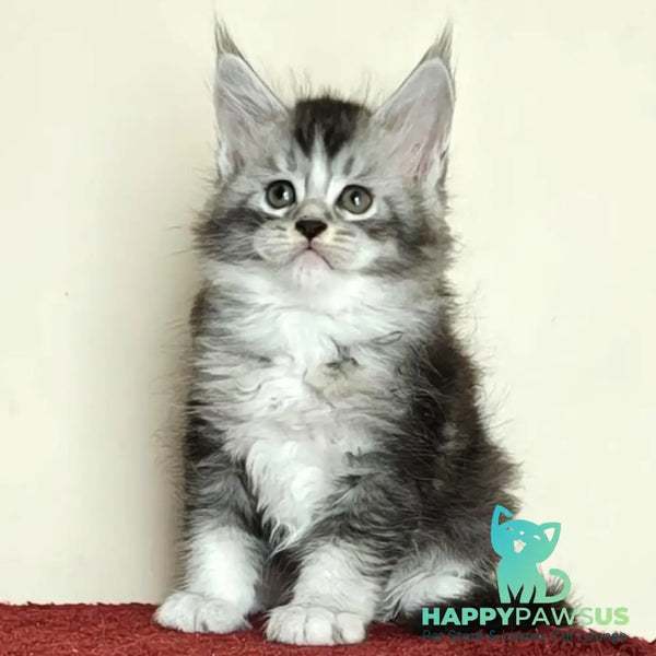 Holiday Maine Coon male black silver ticked tabby with white - live animals