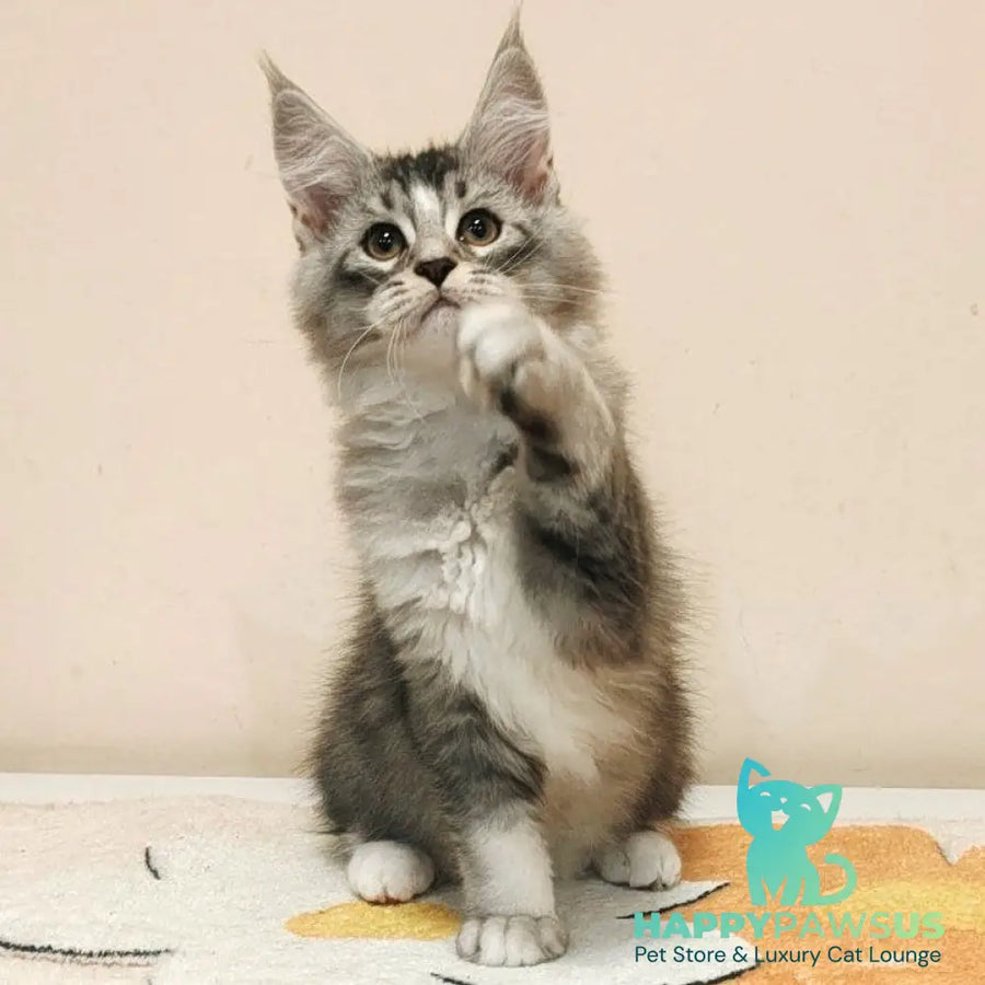 Holiday Maine Coon male black silver ticked tabby with white - live animals