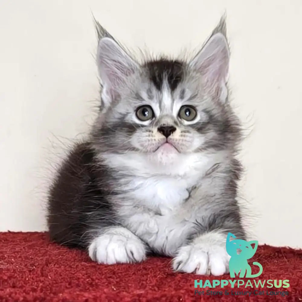 Holiday Maine Coon male black silver ticked tabby with white - live animals