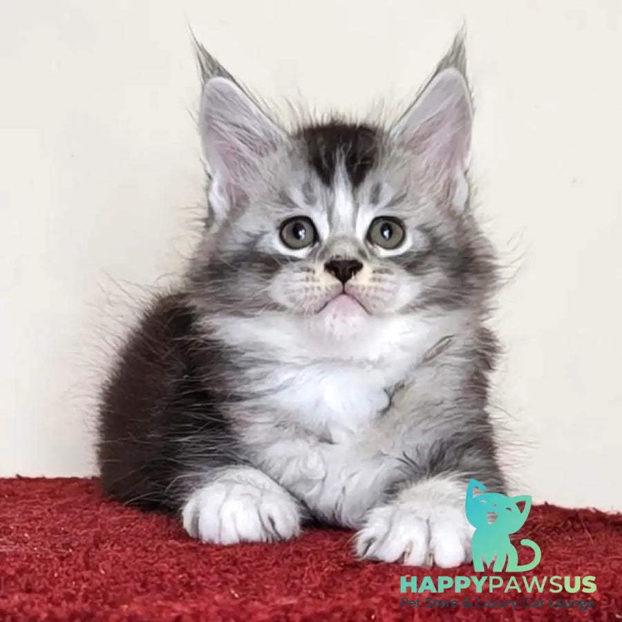 Holiday Maine Coon male black silver ticked tabby with white - live animals