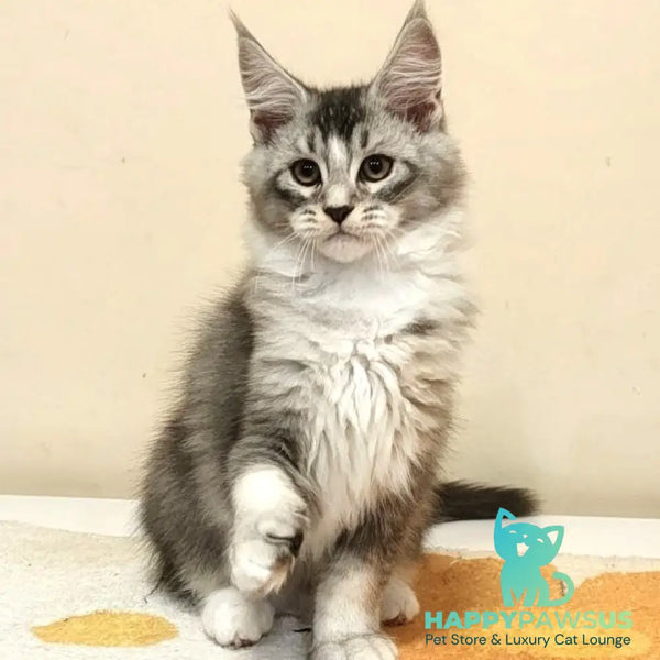 Holiday Maine Coon male black silver ticked tabby with white - live animals