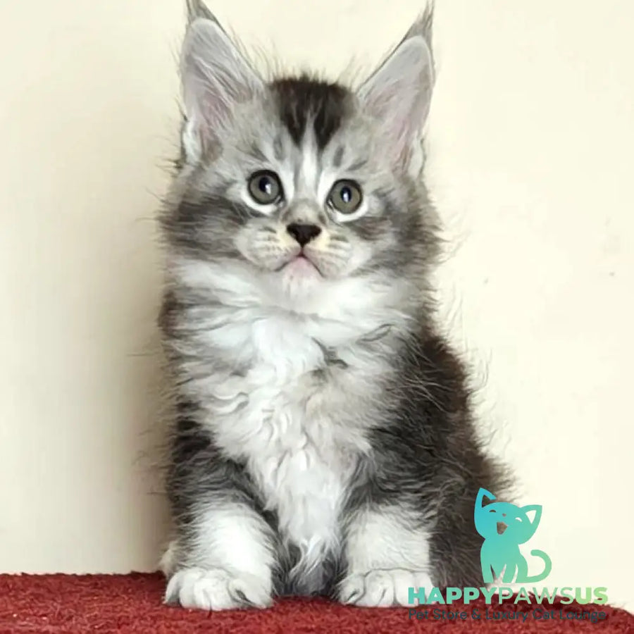 Holiday Maine Coon male black silver ticked tabby with white - live animals