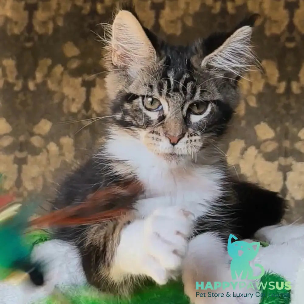 Holiday Maine Coon male black tabby with white - live animals