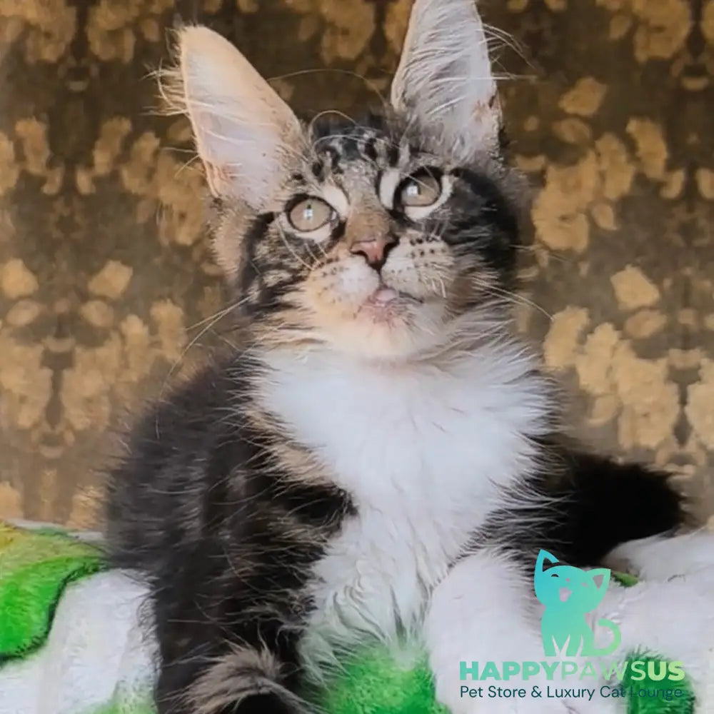 Holiday Maine Coon male black tabby with white - live animals