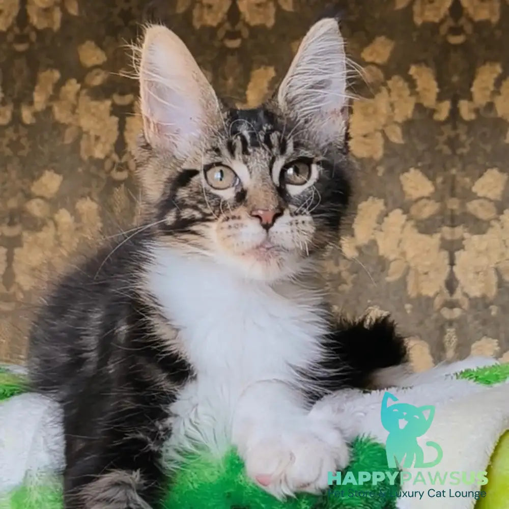 Holiday Maine Coon male black tabby with white - live animals