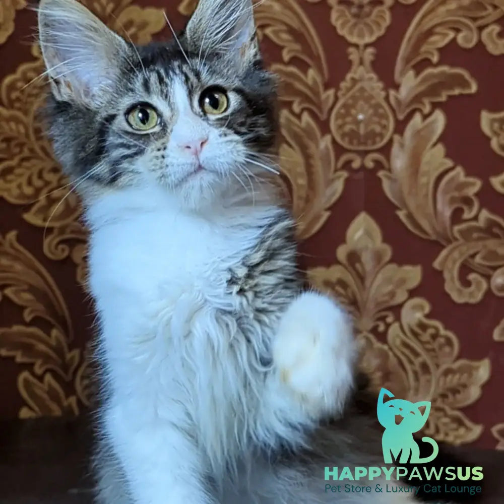 Holika Maine Coon female black tabby with white - live animals