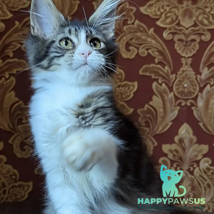 Holika Maine Coon female black tabby with white - live animals