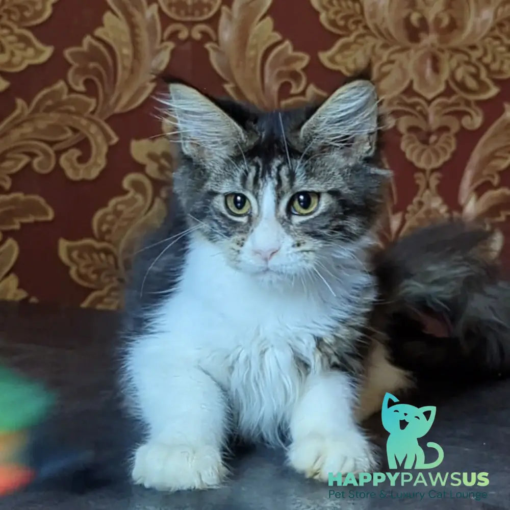 Holika Maine Coon female black tabby with white - live animals