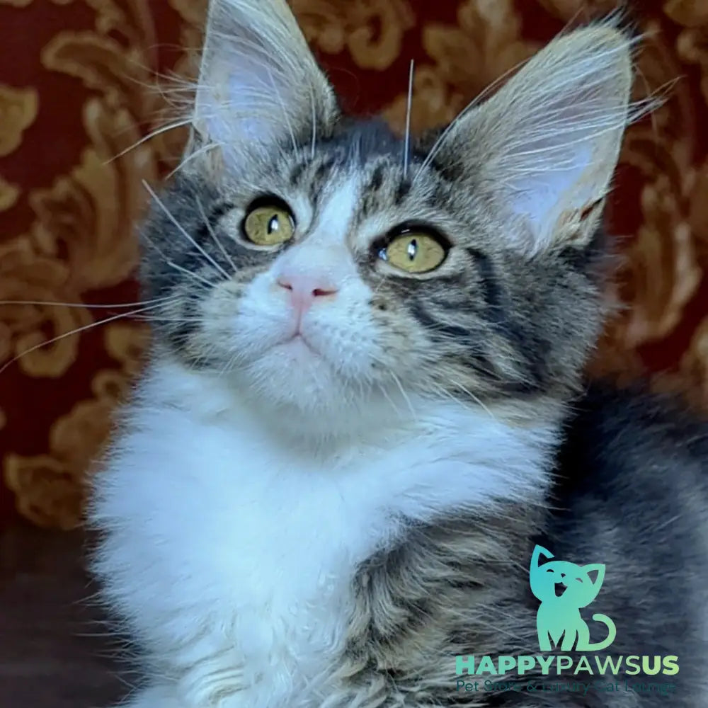 Holika Maine Coon female black tabby with white - live animals
