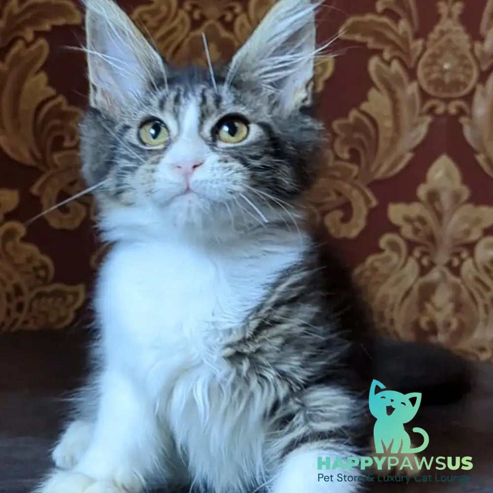 Holika Maine Coon female black tabby with white - live animals