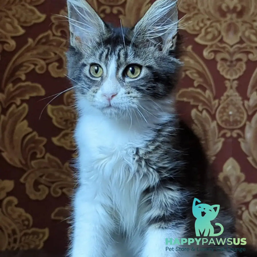 Holika Maine Coon female black tabby with white - live animals
