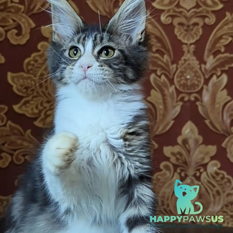 Holika Maine Coon female black tabby with white - live animals