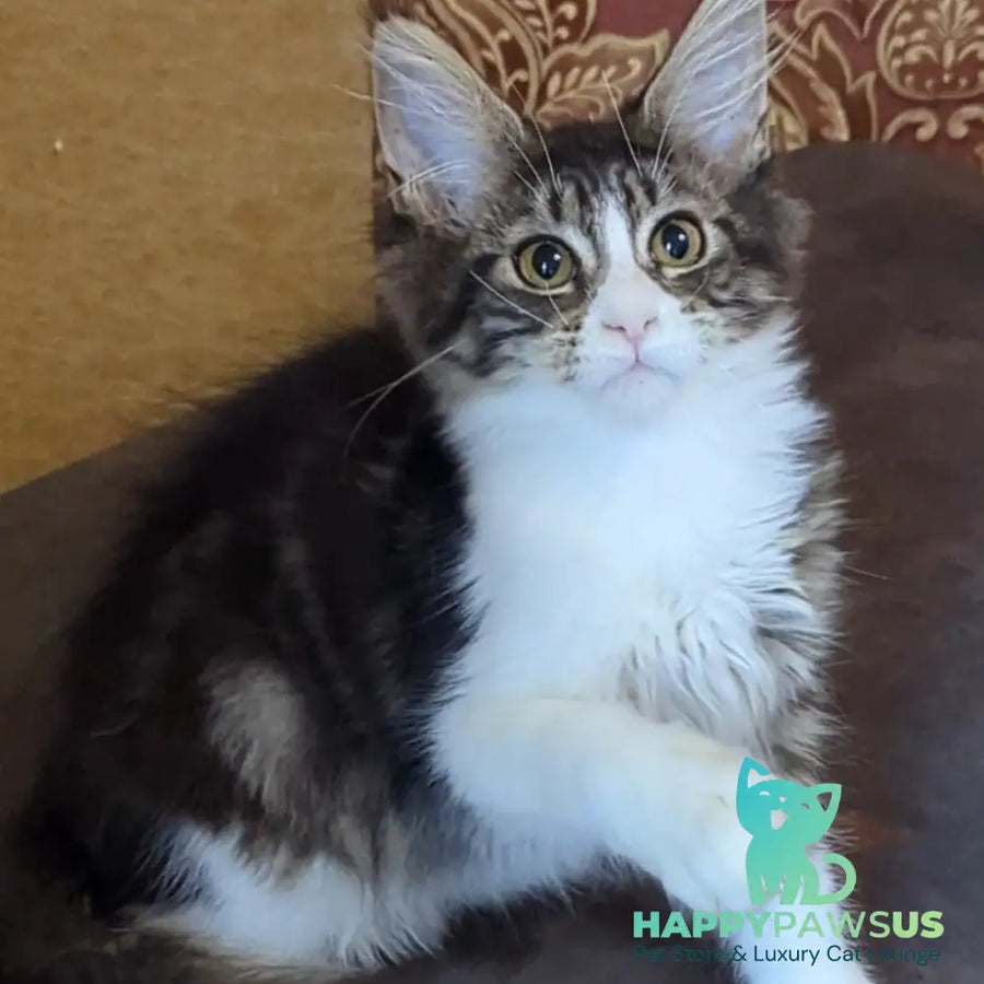 Holika Maine Coon female black tabby with white - live animals