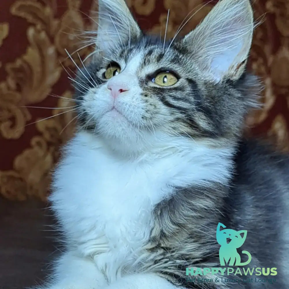 Holika Maine Coon female black tabby with white - live animals