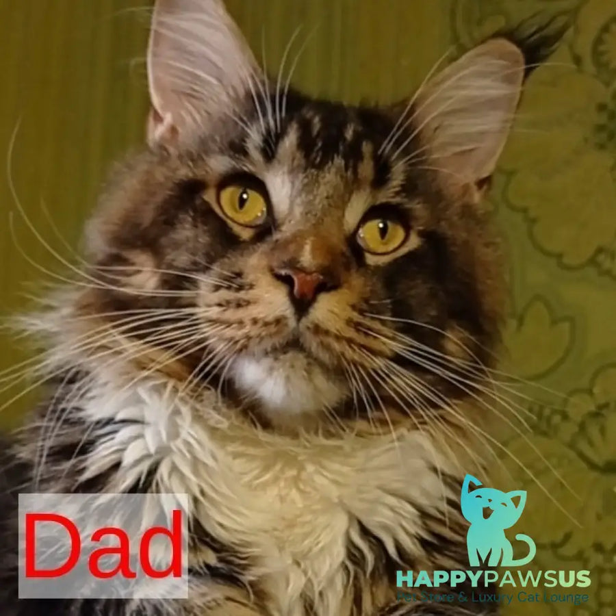 Holika Maine Coon female black tabby with white - live animals