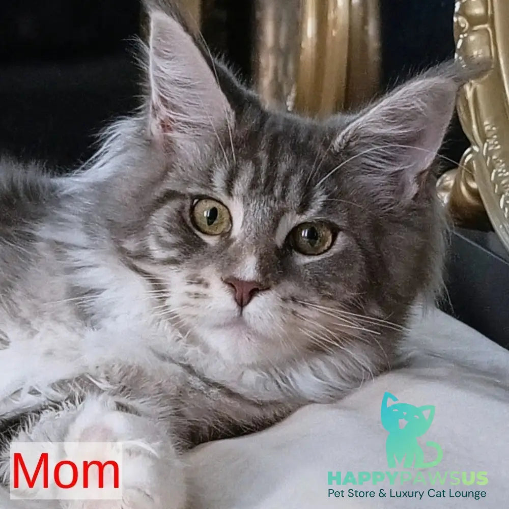 Holika Maine Coon female black tabby with white - live animals
