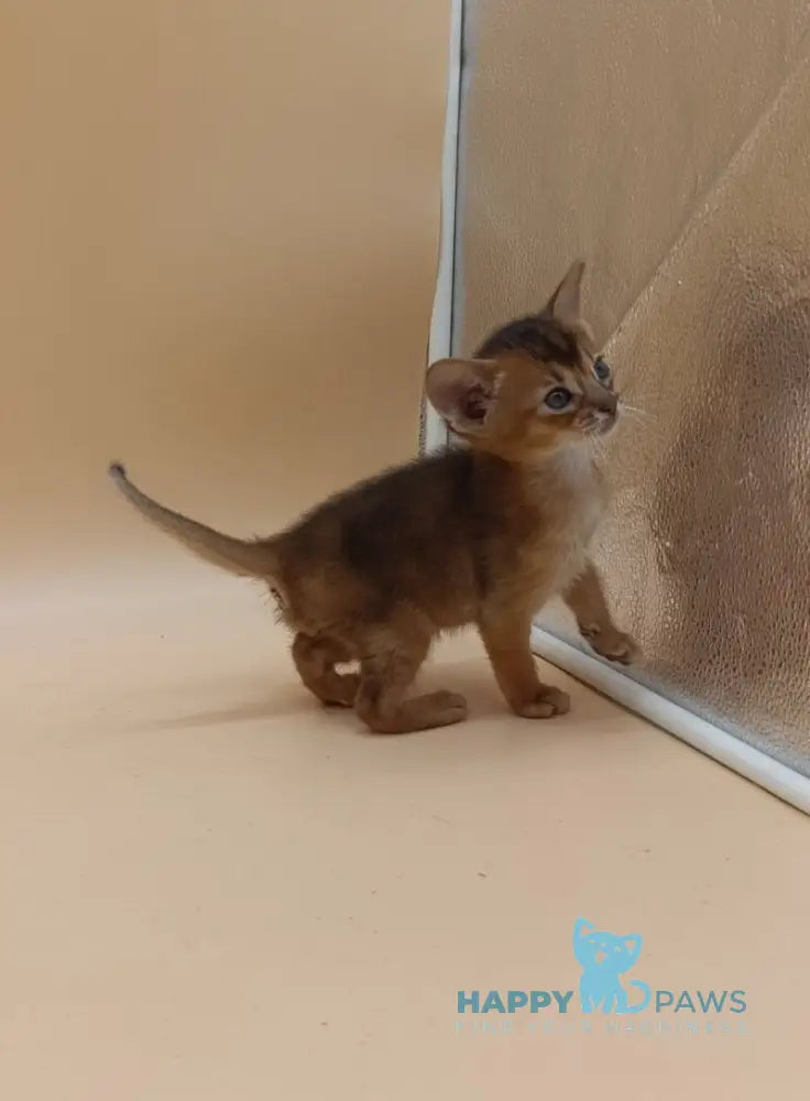Holland Abyssinian male black live animals