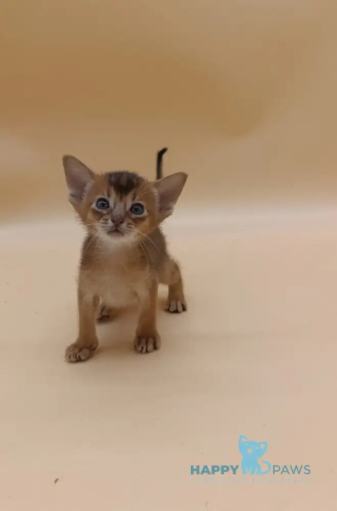 Holland Abyssinian male black live animals
