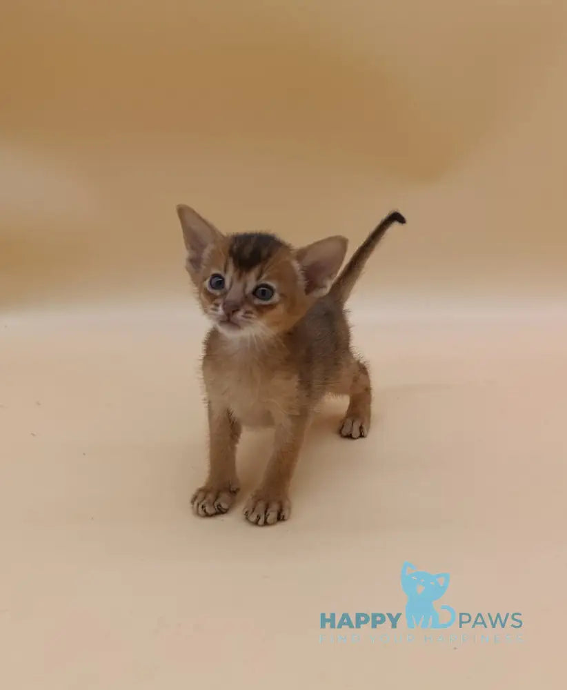 Holland Abyssinian male black live animals
