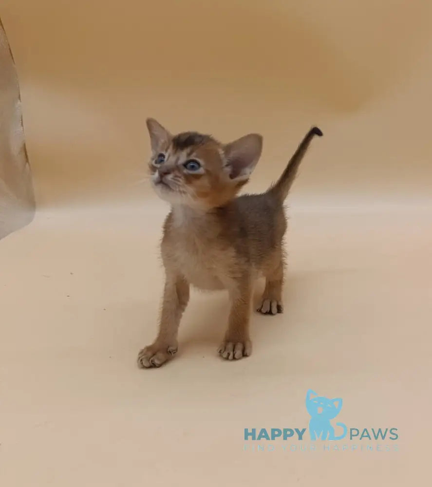 Holland Abyssinian male black live animals