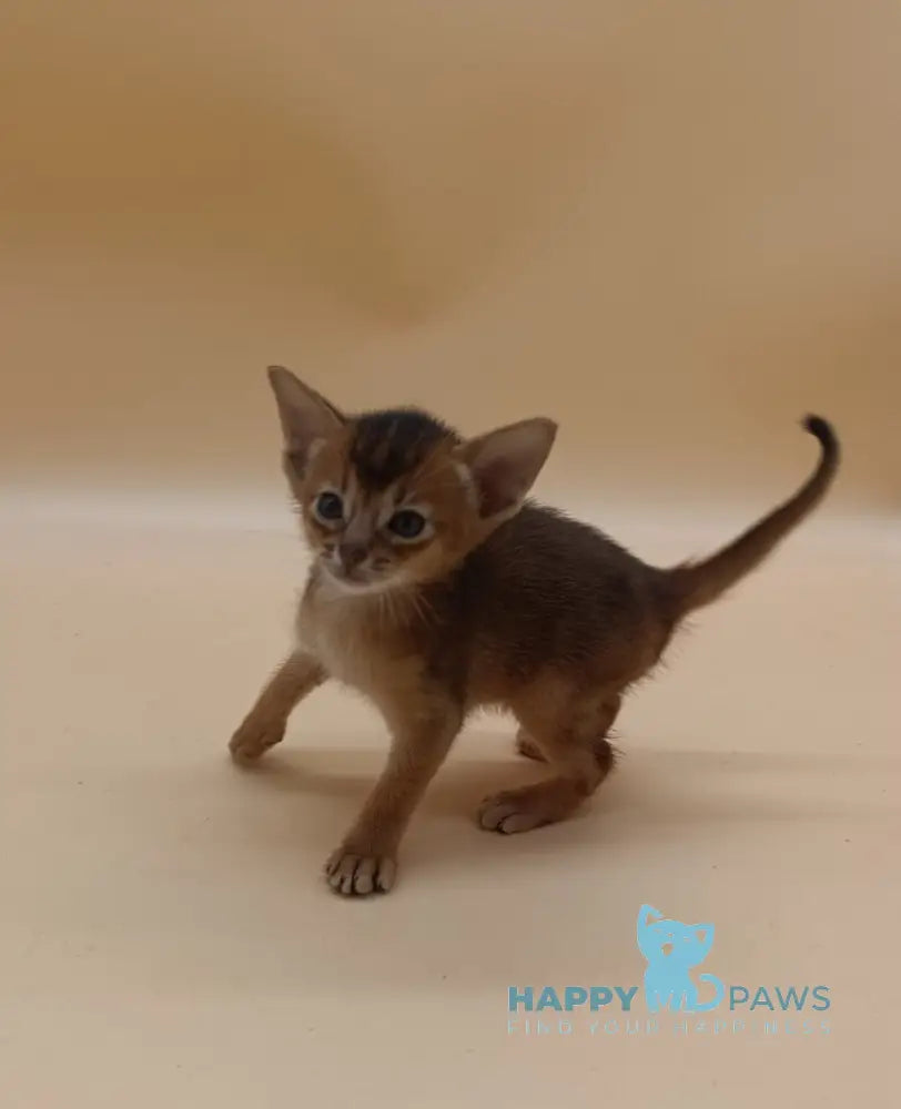 Holland Abyssinian male black live animals