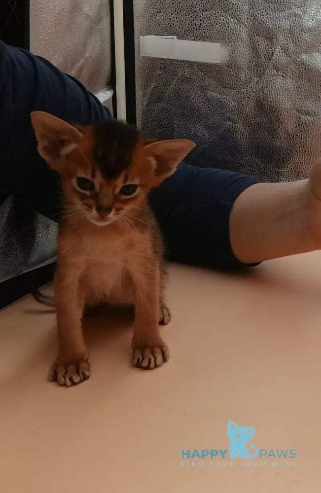 Holland Abyssinian male black live animals