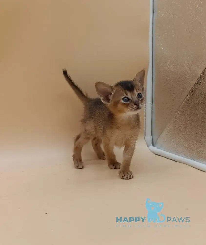 Holland Abyssinian male black live animals