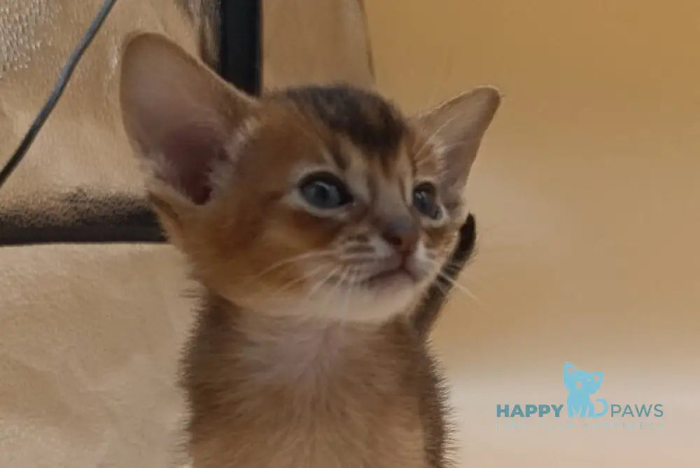 Holland Abyssinian male black live animals