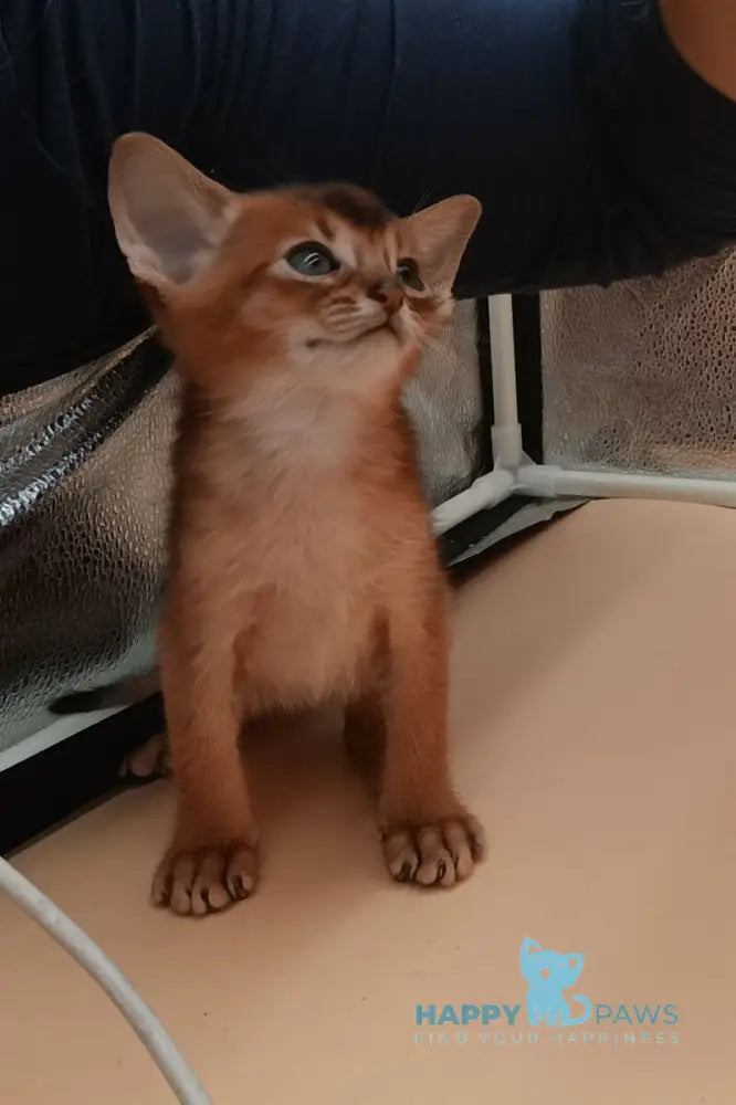 Holland Abyssinian male black live animals