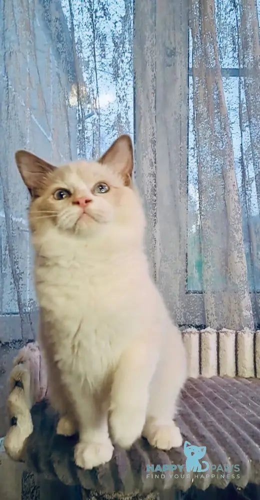 Holli Ragdoll female black bicolour live animals