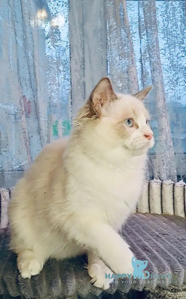 Holli Ragdoll female black bicolour live animals