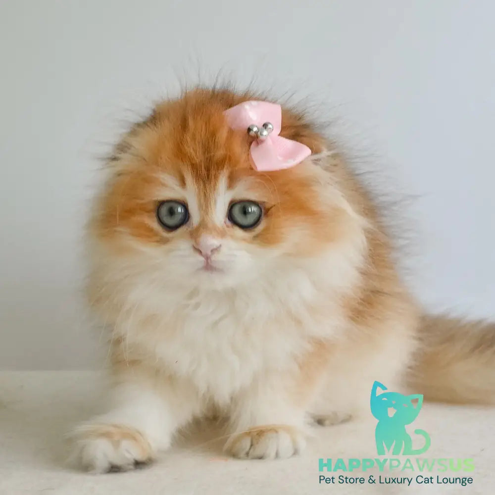 Hollie Scottish Fold female black golden shaded - live animals