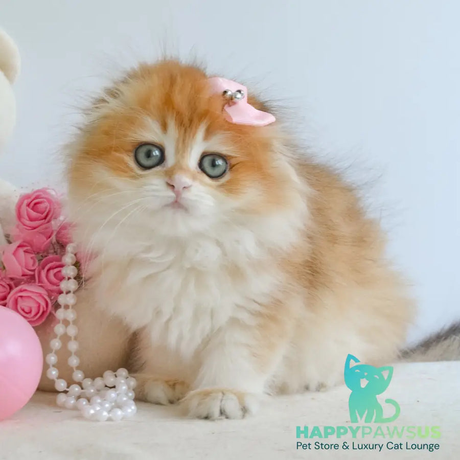 Hollie Scottish Fold female black golden shaded - live animals